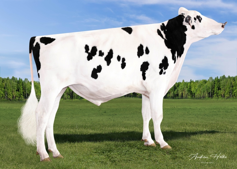 REBELL — 799HO00038